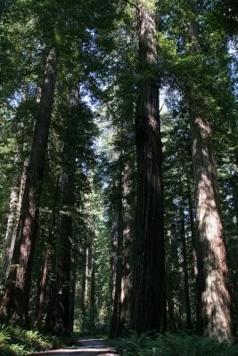 Redwood