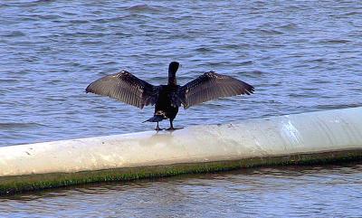 Guillemot