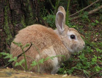 Brer Rabbit