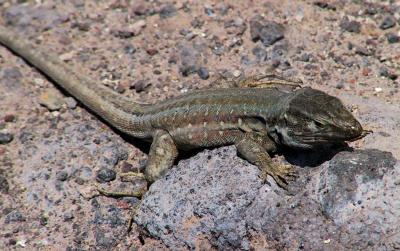 Wall Lizard