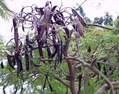 Some large seed pods..