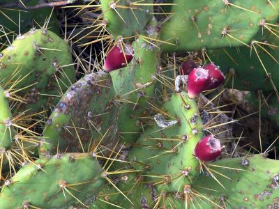 Another prickly customer