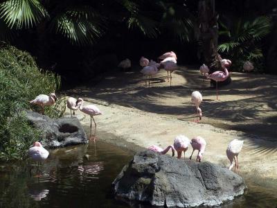 Pink Flamingoes - Loro Park