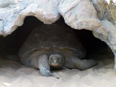 Giant Tortoise - Loro Park