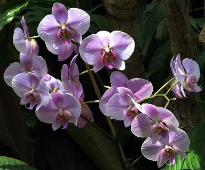 Orchids - Loro Park