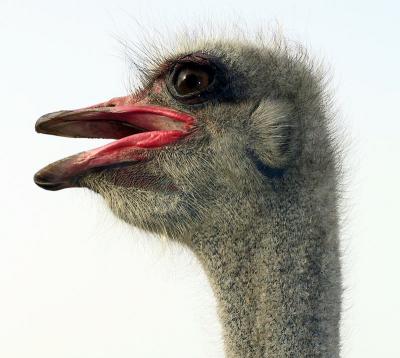 Ostrich