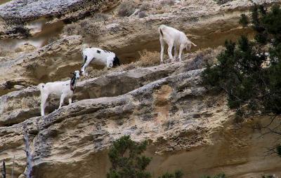 Some pretty cool goats