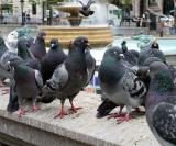 Trafalgar Square