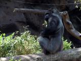 Gorilla - Loro Park