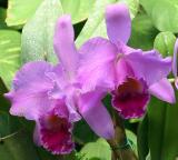 Orchids - Loro Park