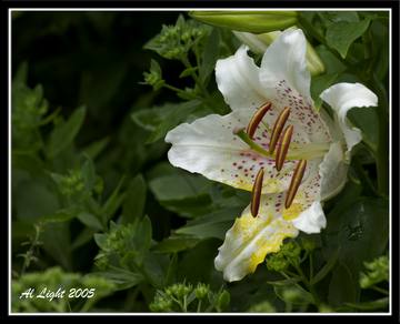 Chicago Botanical Gardens