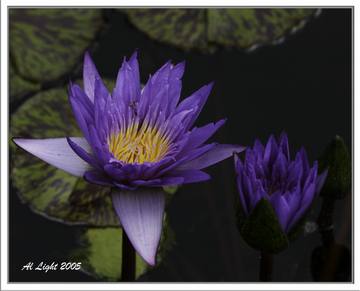 Chicago Botanical Gardens