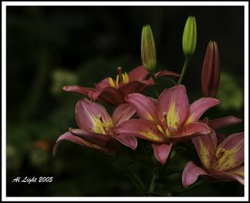 Chicago Botanical Gardens