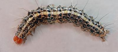 Catapilar_nc169DSC_0667FxShWeb.jpg
