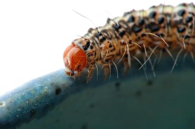 Caterpilar_nc180DSC_0680FxShWeb.jpg