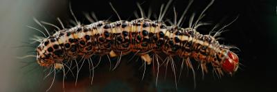 Caterpilar_nc208DSC_0718FxShWeb.jpg