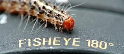 FishEyeCaterpilar_nc187DSC_0689Web.jpg