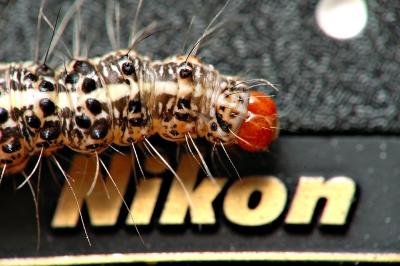 NikonCaterpilarnc212DSC_0735FxShWeb.jpg