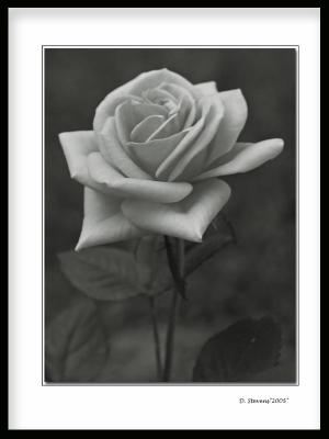 rose.jpg