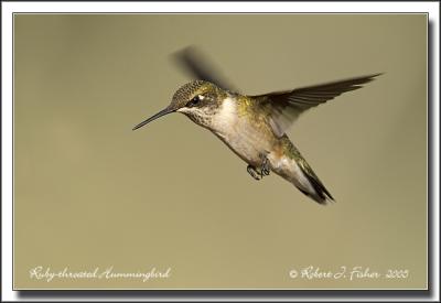 Rubt-throated Hummingbird