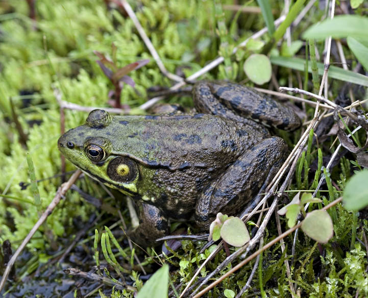 2005-05-30: Green Frog