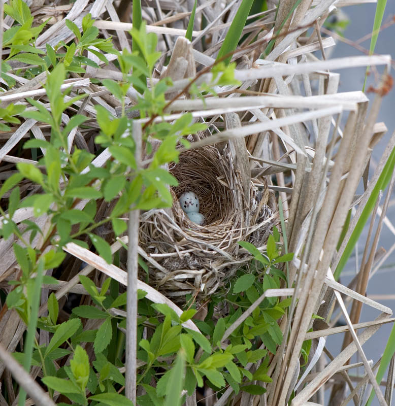 2005-05-31~ Nest with Eggs
