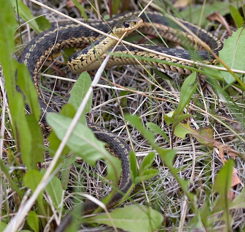 2005-06-01~ Garter Snake