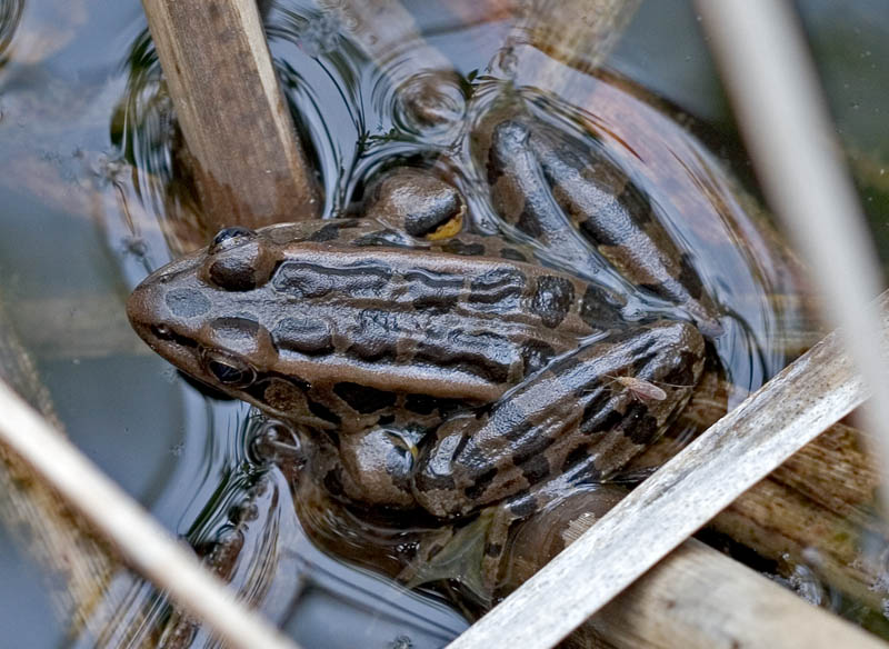 2005-06-02~ Pickerel Frog