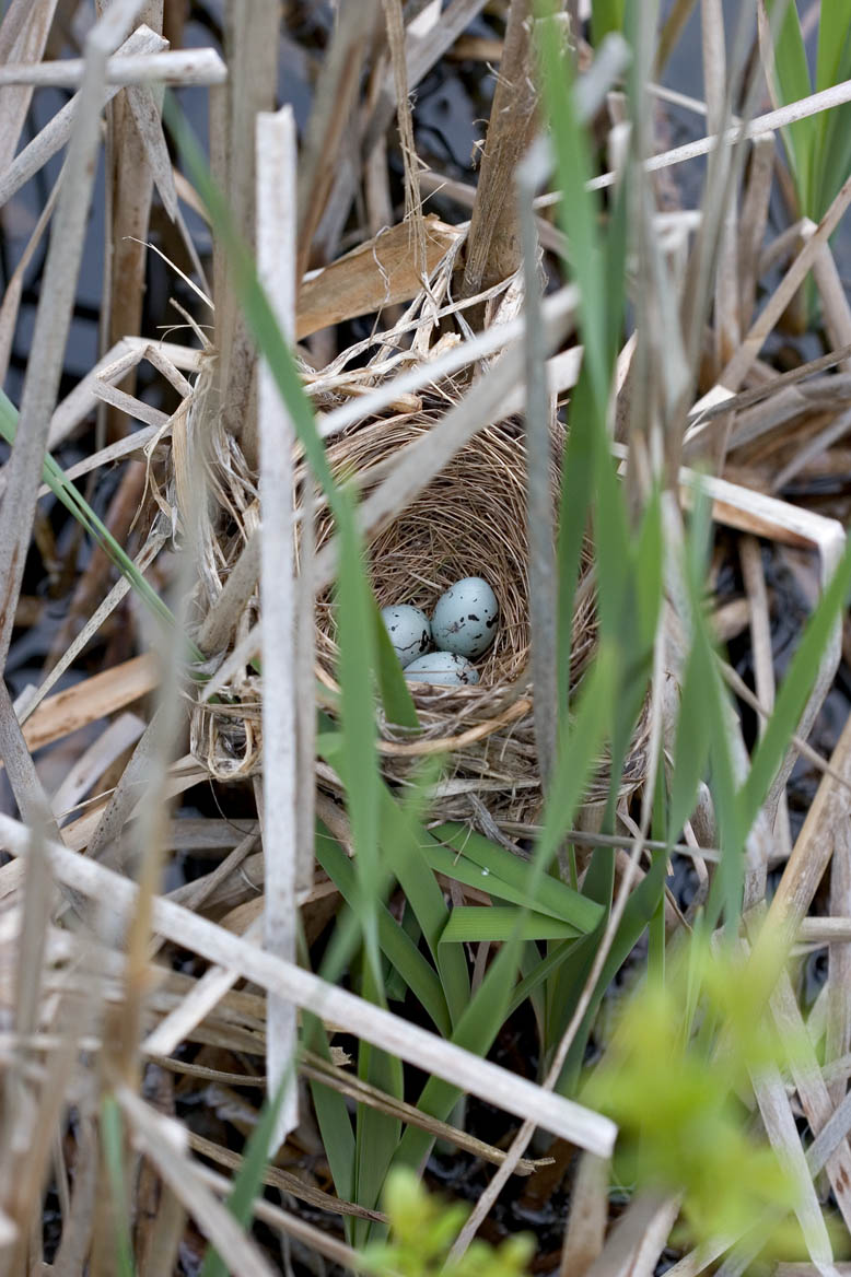 Red-Wing Blackbird Nest