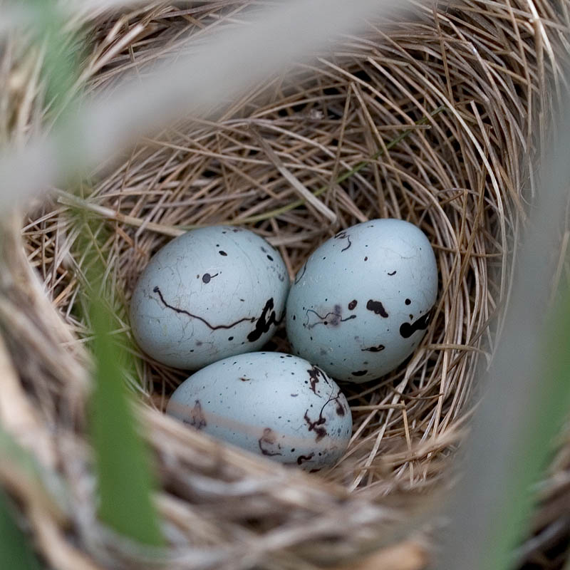 Red-Wing Blackbird Nest Closeup