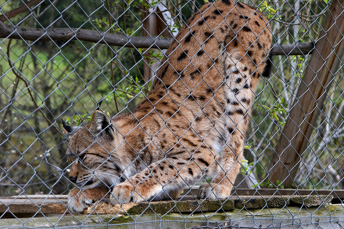 Lynx in private zoo