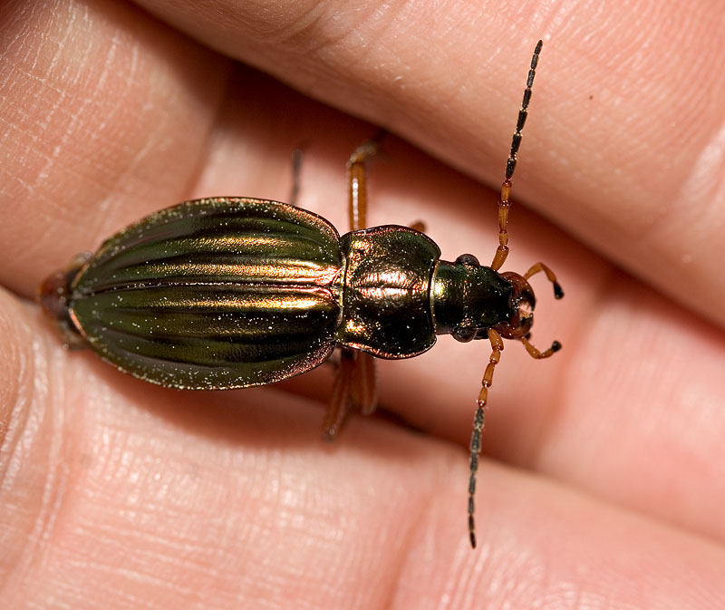 2005-06-10: Green Beetle