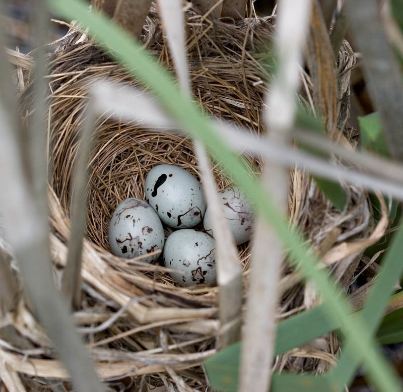 2005-06-14~ Nest with Four Eggs