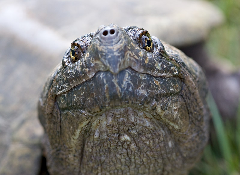 2005-07-01~ Snapper Face