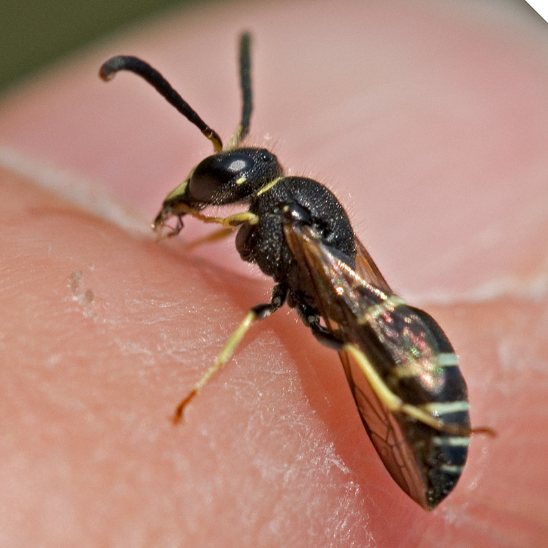 2005-07-04~ Wee Wasp