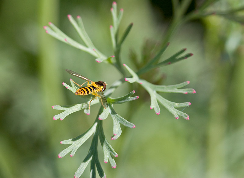 Hover Fly