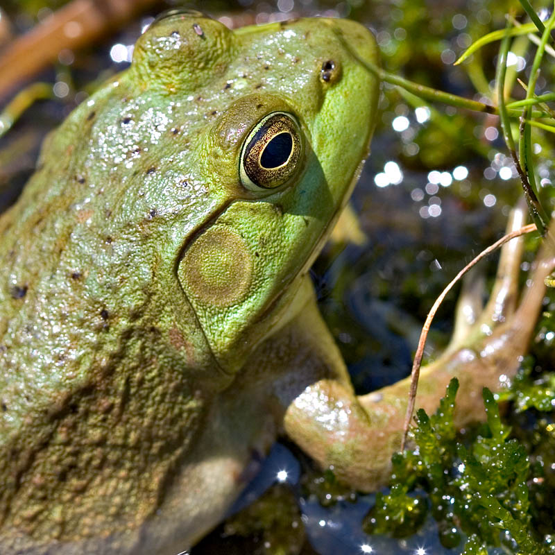 Bullfrog Eye & Ear