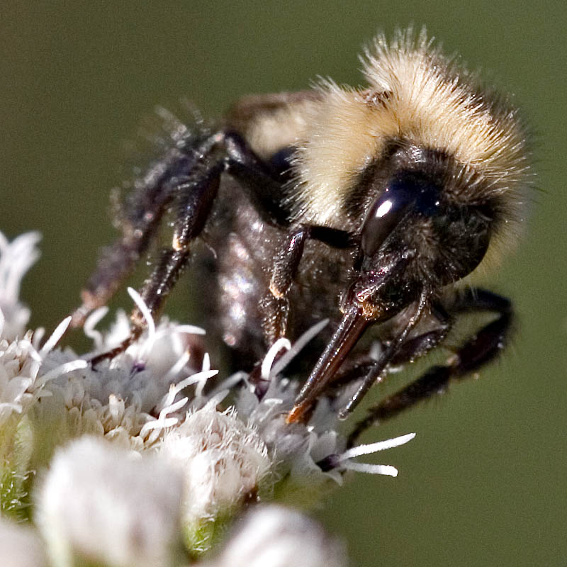 2005-08-06: Bee on Eupatorium