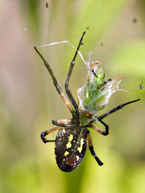 2005-08-22~ Spider Wraps Grasshopper