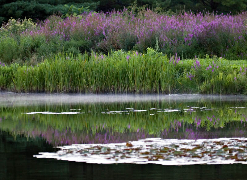 2005-08-25: Purple Loosestrife