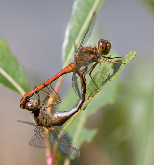 2005-09-04: Dragonfly Mating Wheel