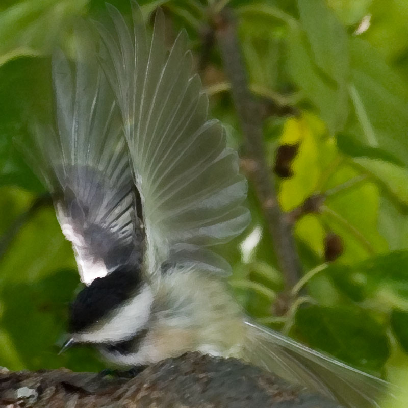 2005-09-07~ Chickadee