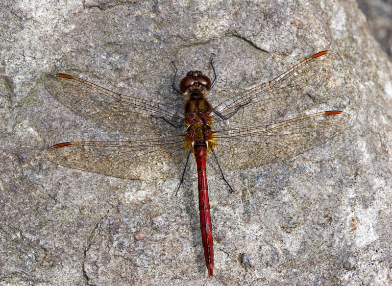 Dragonfly on Rock