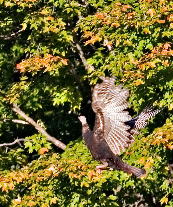 2005-10-07~ Turkeys Can Fly