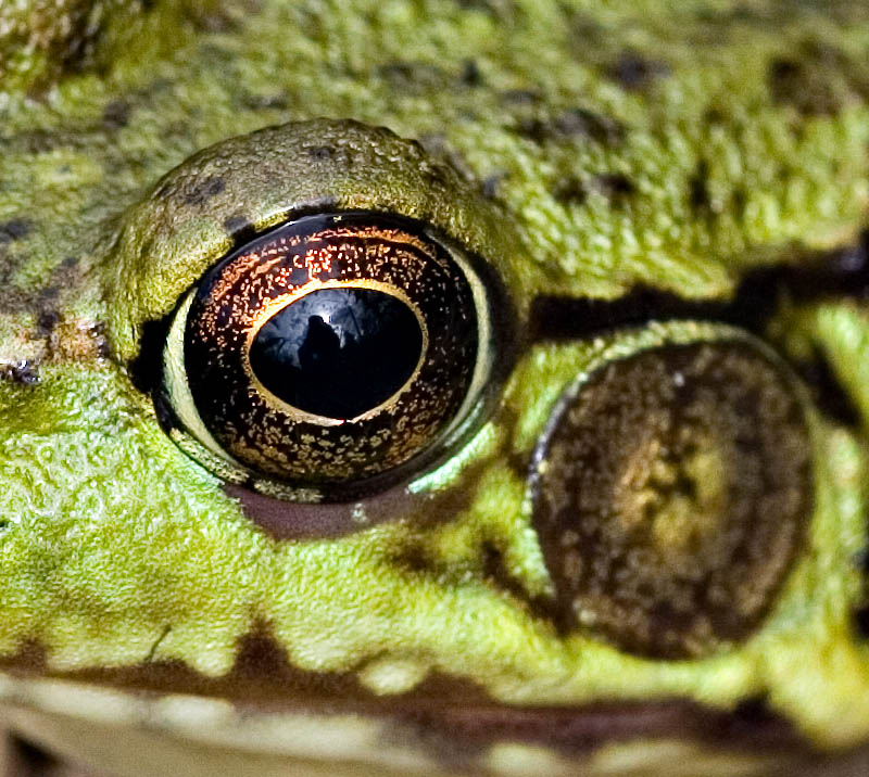 In the Eye of a Frog