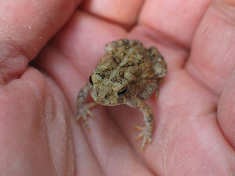 Little Toad