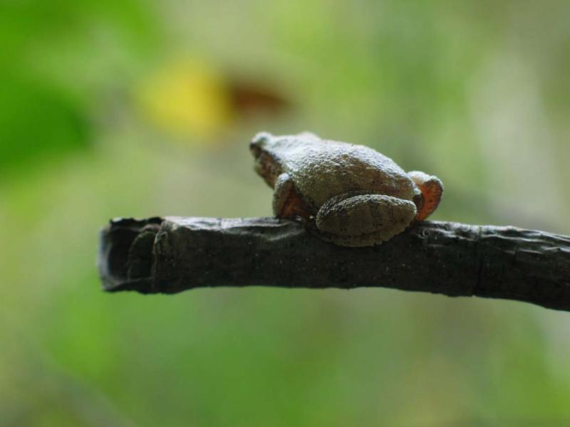 Spring Peeper on Twig