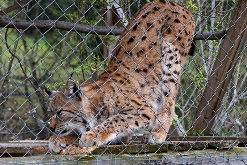 Lynx in private zoo