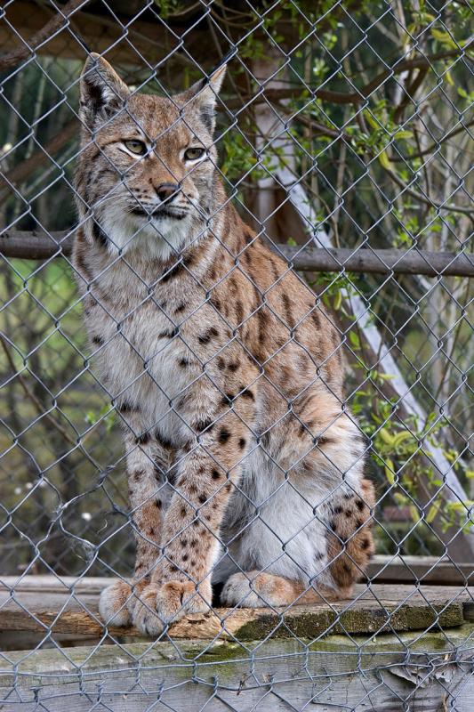 Lynx in private zoo