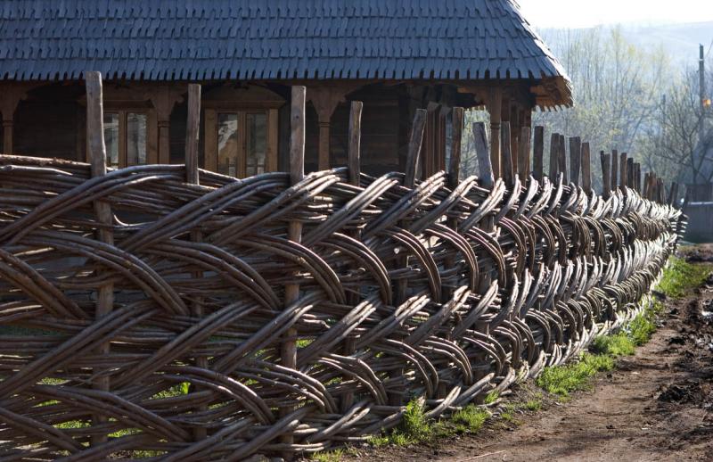 Fence of Saplings